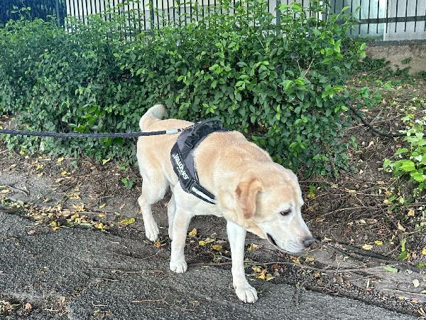 Arturo splendido Labrador di 10 anni cerca casa Urgente !!!! Foto 11